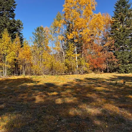 Yellow Moon Borovi *