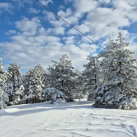 Yellow Moon Borovi *