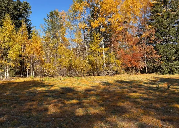 Yellow Moon Borovi *