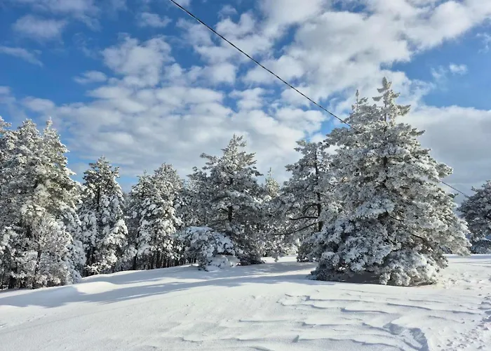 Yellow Moon Borovi *
